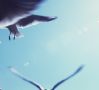 vogels